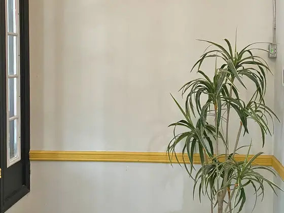 A potted palm in the corner of the Delhi Palace dining room beside the gold wall trim