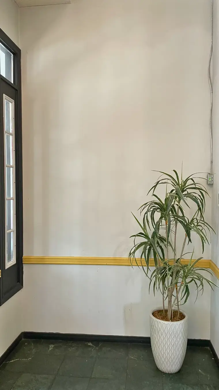 A potted palm in the corner of the Delhi Palace dining room beside the gold wall trim