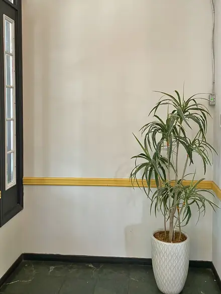 A potted palm in the corner of the Delhi Palace dining room beside the gold wall trim